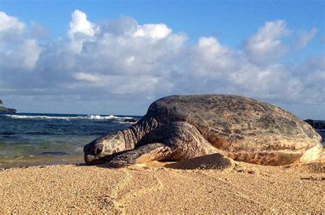 Poipu Beach | Kauai.com