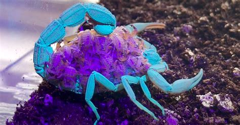 Watch a Scorpion and Its Young Glow Different Colors Under UV Light ...