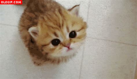 GIF: Gatito maullando (Gif #98)