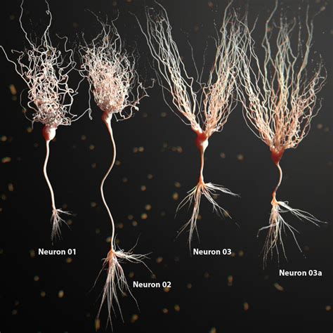 four different types of neurons on a black background with small yellow ...