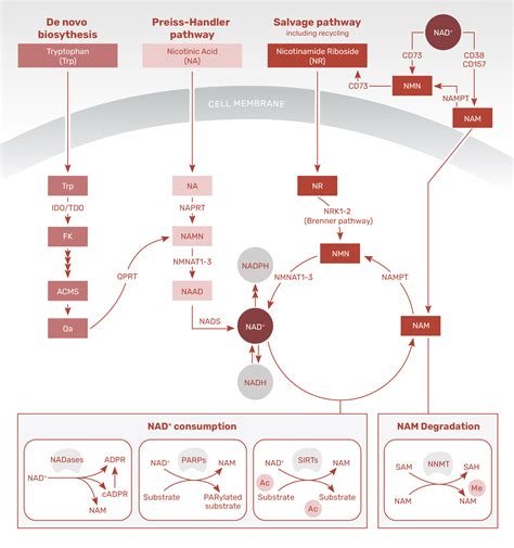 NAD Biosynthesis & Metabolome — About NAD