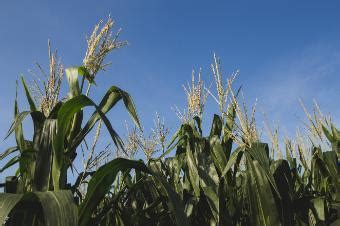 Agronomic Crops - Plant Pathology - University of Florida, Institute of ...