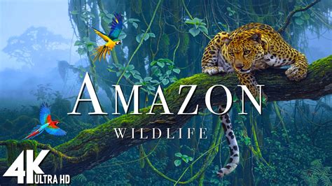 Amazon Jungle Animals Video