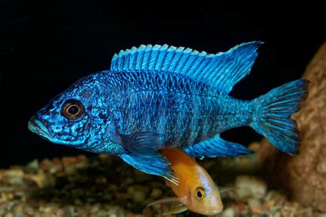 Types of African Cichlids | 5 FantaSEA Favorites - Maryland Aquarium ...