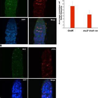 MU2 marks double strand breaks in the germarium. Immunostaining of ...