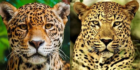 Jaguar V Leopard: 7 Key Differences Between These Big Cats