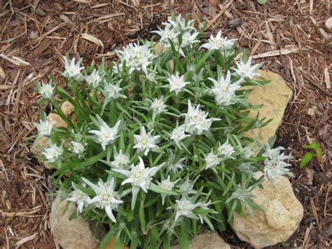 Edelweiss. I wish this would grow here. It's a very special flower to ...