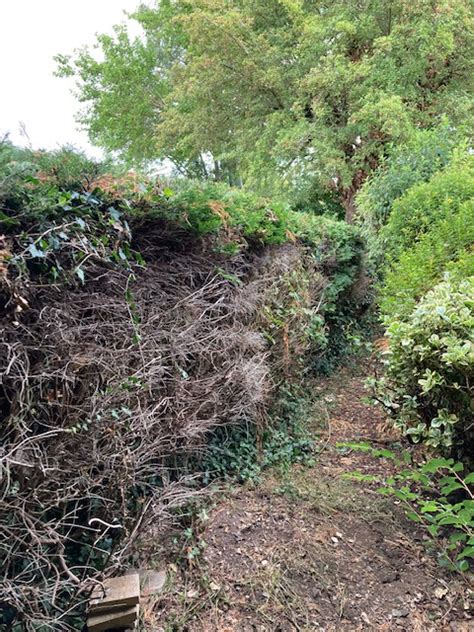 Leylandii removal and new hedge — BBC Gardeners' World Magazine