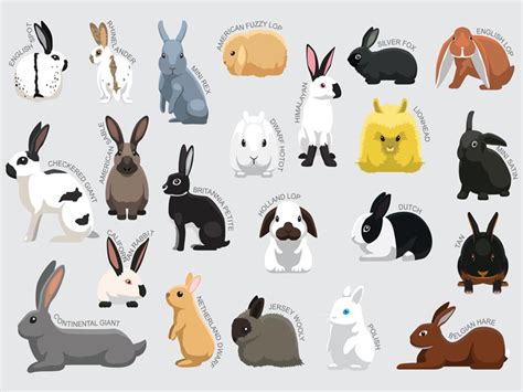 Different Types Of Rabbits Breeds