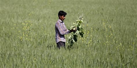 Zero Budget Natural Farming: Another Case of ‘Raw Wisdom’ Over Science ...