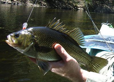 Fishing for Australian Bass and Estuary Perch | Ultimate Fishing