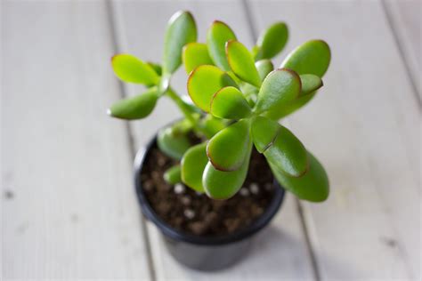 How to Care for the Luckiest Houseplant | Espoma