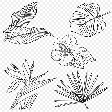 Tropical Plant Flower Leaf Lineart Bird Of Paradise Hibiscus Monstera ...