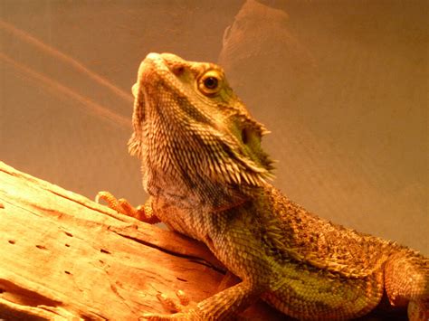 Bearded Dragon Breed Information | Costs and Care Guide | UK Pets