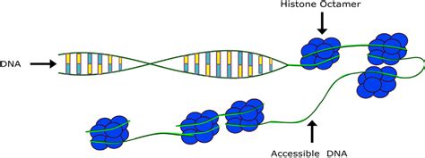 DNA being wound around histone octamers over 1.67 turns, forming a ...