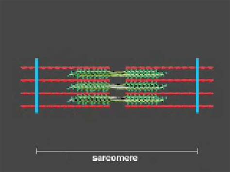 Muscle Contraction Animation