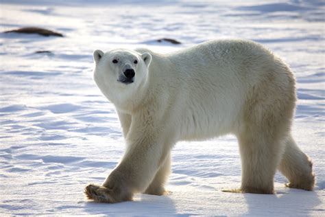 Why Are Polar Bears Endangered - Challenges Polar Bears Face