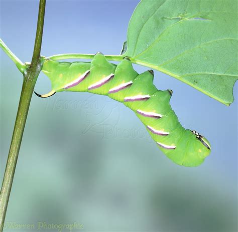 Privet Hawk Moth caterpillar photo WP03200