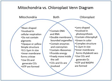 Chloroplast vs Mitochondria Venn Diagram | Venn diagram, Mitochondria ...