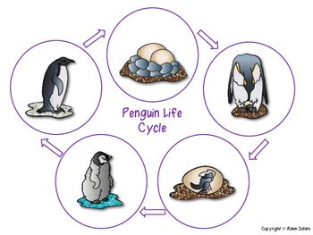 Penguin Craft: {Life Cycle of a Penguin Craftivity} by Robin Sellers