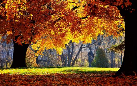 Autumn Windows XP Wallpapers - Wallpaper Cave