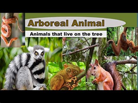 Arboreal Animals Images