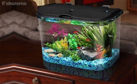 15 Small Freshwater Fish for Nano Aquariums (Ultimate Guide)