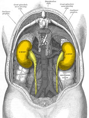 Retroperitoneal Organs & Structures | What Organs are Retroperitoneal ...