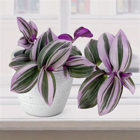 Tradescantia ‘Nanouk’ (Tradescantia albiflora ‘Nanouk’)