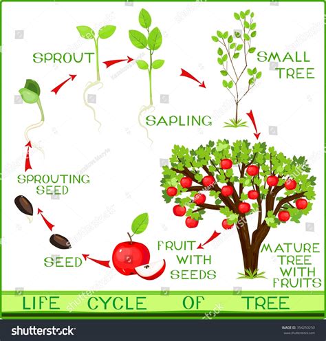 Life Cycle Apple Tree Stock Vector 354250250 - Shutterstock