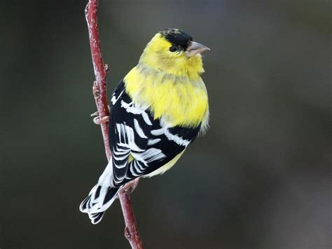 American Goldfinch | Celebrate Urban Birds