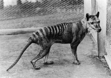 Extinction of thylacine | National Museum of Australia