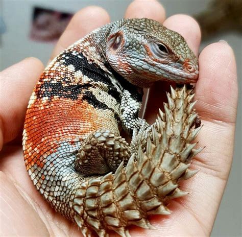 Pin by Daniel WC Dickson on Real Animal Dragons | Pet lizards, Cute ...