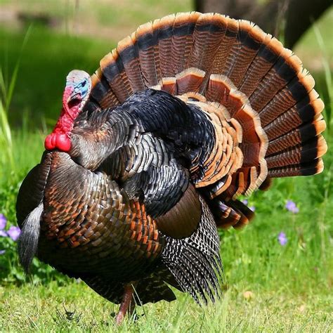 About Wild Turkeys | Info On Turkeys | Pavo silvestre, Guajolote, Aves ...