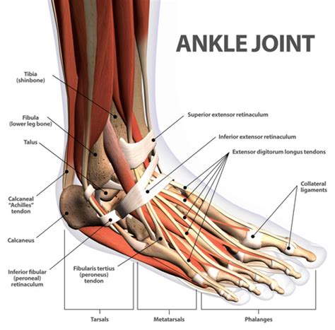 Weak Ankles and Ankle Instability - How to Treat with Trigger Point ...