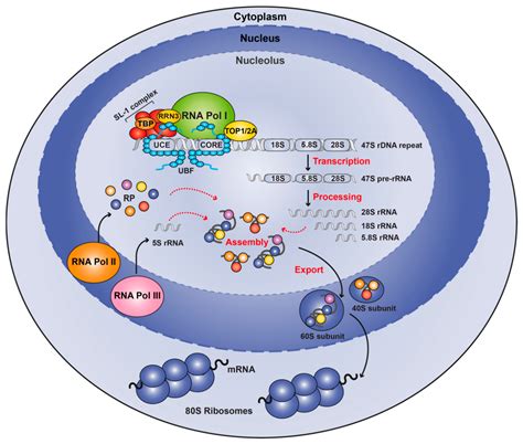 R rna image 245548-Rrna image