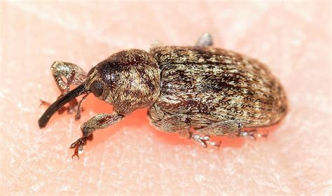 How To Get Rid of Weevils In The House • New Life On A Homestead ...