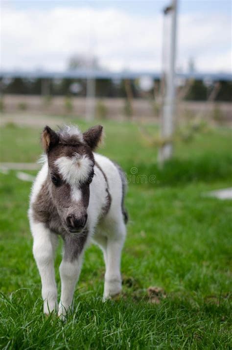 Mini Dwarf Horse at a Farm. Foal Mini Horse. Stock Photo - Image of ...