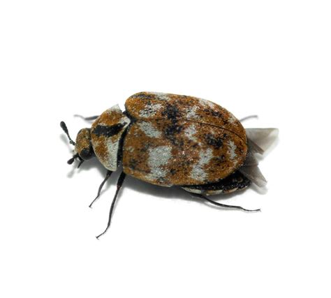 Do Carpet Beetle Larvae Burrow In Your Skin | www.resnooze.com