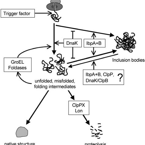 (PDF) Inclusion Bodies: Formation and Utilisation