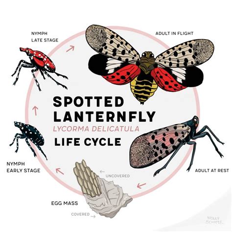 Mt. Cuba Center | The Life Cycle of the Spotted Lanternfly - Mt. Cuba ...