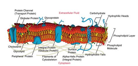 2.5: Membrane Proteins - Biology LibreTexts