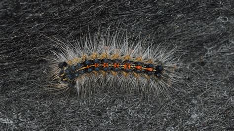 Spongy Moth Caterpillar 2024 - Sofie Eleanore