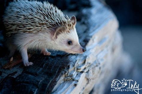 Pin on Hedgehogs