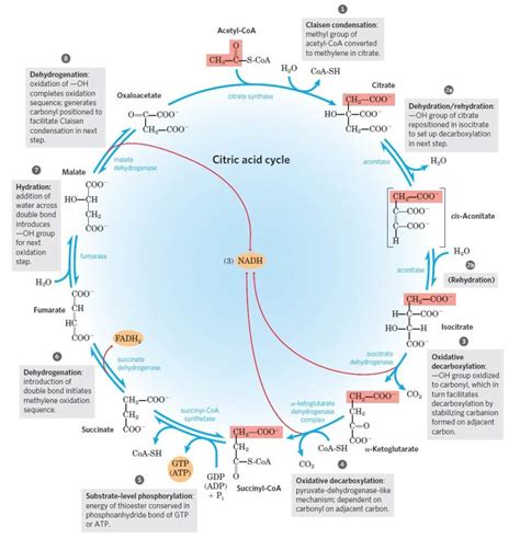 Simplified Krebs Cycle Diagram