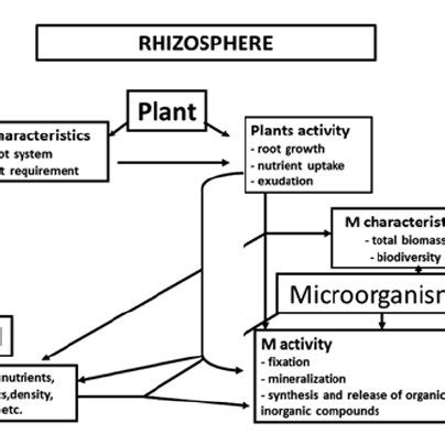 (PDF) Enzymes of importance to rhizosphere processes