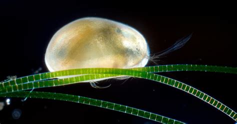 Real Monstrosities: Ostracod