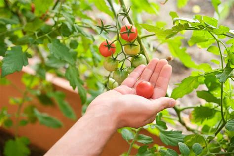 14 Common Problems with Cherry Tomato Plants: Prevention, Treatment ...