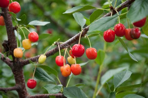 How to Grow Cherry Trees – P. Allen Smith