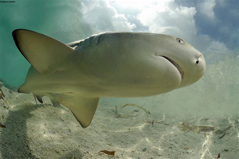 Lemon Sharks Return to Their Birthplace to Have Babies | Live Science